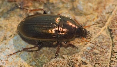 Amara aenea